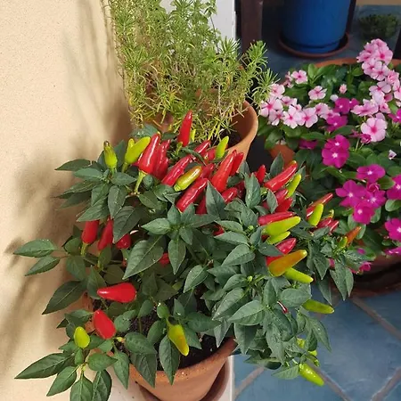 לינה וארוחת בוקר Il Vicolo Di