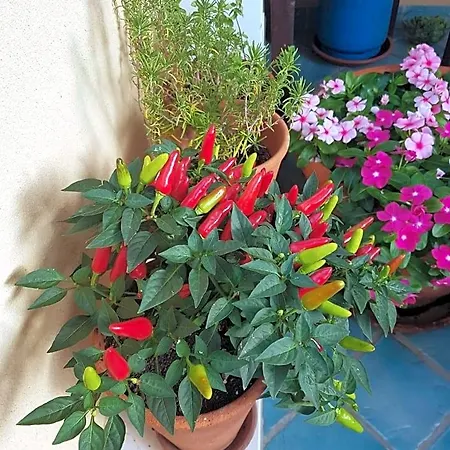 Il Vicolo Di 4* פיצו